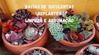 BACIAS DE SUCULENTAS REPLANTES LIMPEZA E ARRUMAÇÃO das bancadas [upl. by Modla]