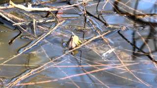 Western Chorus Frog calling [upl. by Aysahc]