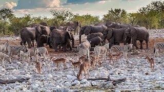 ADDO ELEPHANT NATIONAL PARK AFRICAafricansafari adonationalparkelephant brazil usa [upl. by Kcirderf]