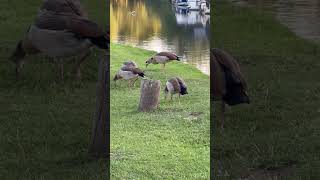 The Egyptian Geese  Alopochen aegyptiaca Stoke Lock Guildford Surrey England [upl. by Lukas268]