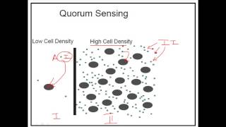 What is quorum sensing [upl. by Adimra698]