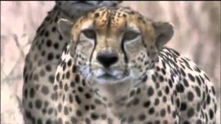 Amazing Cheetah Chase Compilation [upl. by Ogait]