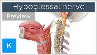 Hypoglossal nerve course and branches preview  Human Neuroanatomy  Kenhub [upl. by Sidonia]