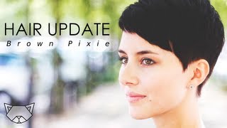 Hair Update  Brown Pixie [upl. by Anerec]