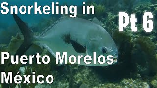 BIGGER FISH Snorkeling in Puerto Morelos México Part 6 [upl. by Eillit]