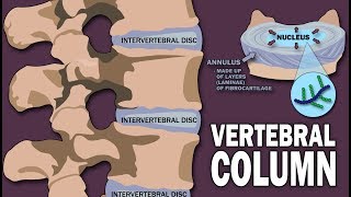 VERTEBRAL COLUMN ANATOMY 12 [upl. by Airegin]