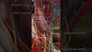 Anatomy of the cecum and appendix anatomy meded 3dmodel [upl. by Hgielram]