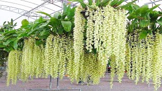 Amazing Orchid Flower Cultivation with Coir  Orchid farming Technique and Harvesting in Greenhouse [upl. by Fadiman]