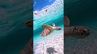 विलुप्त होने से बच गए ये 3 जानवर These 3 animals were saved from extinction 🐢 [upl. by Lattimer]