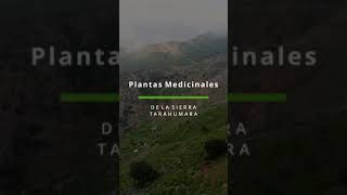 🤯 Beneficios de la hierba Yerbanis 🌿 planta usada por las comunidades de la Sierra Tarahumara⛰️ [upl. by Cirederf699]