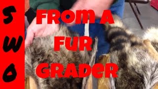 Raccoon Fur Grading [upl. by Ahsenahs]