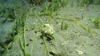 Dwarf Frogfish Takes A Stroll Through Green Feather Algae Blue Heron Bridge Palm Beach County [upl. by Acisey]