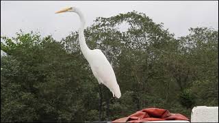 Garçabrancagrande Ardea alba [upl. by Adle]