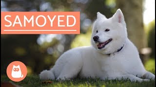 Samoyed Dog  history characteristics and care [upl. by Nelie]