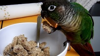 Cute Parrots Funny Talking Green Cheek Conure Compilation [upl. by Clem]