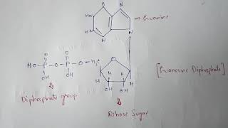 NUCLEOTIDES  CLASSIFICATION  STRUCTURES  BIOTECHNOLOGY  BY PHANINDRA GUPTHA [upl. by Kendal]