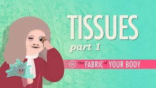 Tissues Part 1 Crash Course Anatomy amp Physiology 2 [upl. by Cathleen]