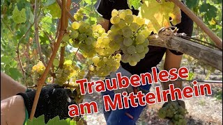 Traubenlese am Mittelrhein [upl. by Steward570]