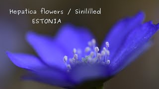 Hepatica flowers sinililled Estonia 4K [upl. by Attelrahs742]