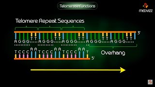 Telomerase Function  Animation [upl. by Haceber148]