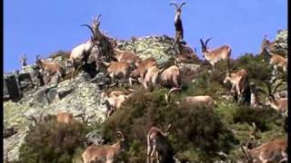 Cabras montesas en la montaña Mountain Goats [upl. by Kaden]