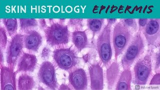 Skin Histology Epidermis Layers stratum basale spinosum granulosum lucidum amp corneum [upl. by Htederem]