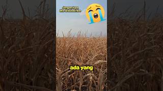 Keliru pupuk ultradap menjadi roundap ultradap roundup pupuk jagung kering kemarau kebun [upl. by Gridley]