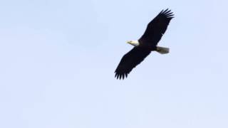 Bald Eagle Soaring [upl. by Neenaj]