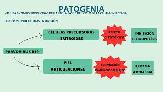 Parvovirus B19 [upl. by Nytsirt]