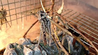 Серый кузнечик стрекочит Katydid sound Decticus verrucivorus wartbiter [upl. by Ellirehs913]