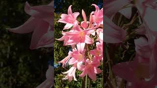 BelladonnaLily Amaryllis belladonna in Amaryllis Family  Observed in Description [upl. by Aluino]