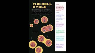 The cell cycle and its phases Cell cycle Cell division cellcycle [upl. by Pump]