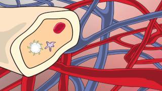 Video 2 Blood Stem Cell Video [upl. by Ametaf618]