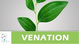 Venation of leaf [upl. by Osborne415]