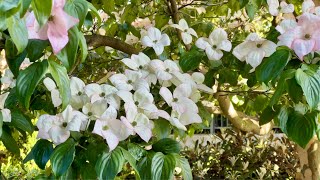 Capturing the Beauty of Dogwood Blossoms in Vancouver BC [upl. by Horne]