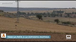 Tras la pista de una pantera por Guadalajara [upl. by Nelson]