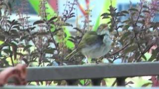 Garden Birds of Singapore The Song of the Common Tailorbird Orthotomus sutorius [upl. by Simetra]