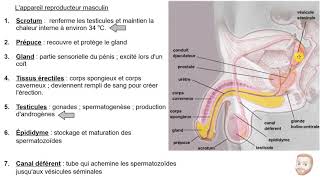 Le système reproducteur homme [upl. by Jak]