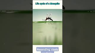 life cycle of mosquitoes [upl. by Essam484]