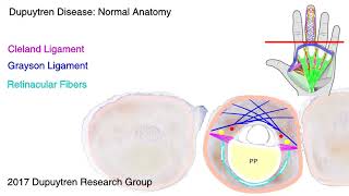 Anatomy Cords [upl. by Ransome]