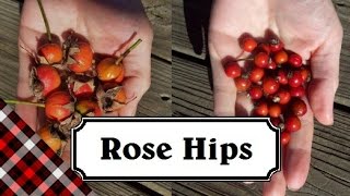 Rose Hips  How to identify harvest and eat [upl. by Norit]