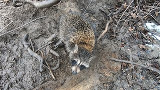 Public River Raccoon Trapping Catch Clean Cook [upl. by Zeeba393]