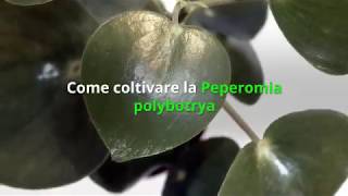 Come coltivare la Peperomia polybotrya [upl. by Fulvi]