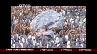 Antarctica Becomes Popular Chinese Tourist Destination [upl. by Panta292]