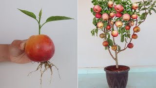 How to grow Apple tree from apple fruit for beginners [upl. by Cordelie531]