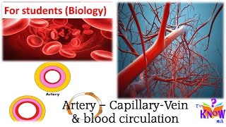 Biology  Artery Capillary Vein amp Blood Circulation simple explanation [upl. by Ahsikat]