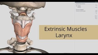 Extrinsic Muscles Of Larynx  Anatomy Of Larynx [upl. by Mij]