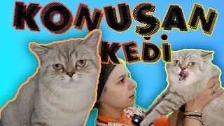 KONUŞAN KEDİ BEZART   Bizden Sürekli Kaçtı   Konuşan Kediler [upl. by Grata561]