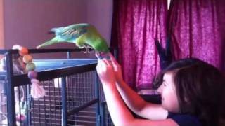 sneak peek video of Nyah  the great billed parrot learning her colors [upl. by Yadroc400]