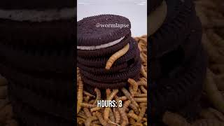 10 000 Mealworms vs OREOS [upl. by Acinoreb549]